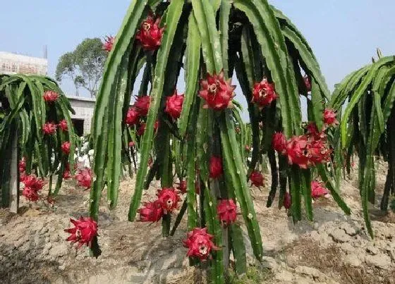 植物百科|火龙果开花吗 一般什么时候开花