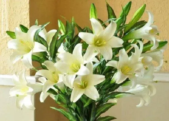 送花|奶奶生日送什么花好 送多少朵