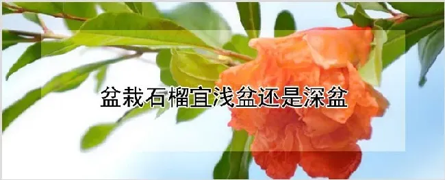 盆栽石榴宜浅盆还是深盆 | 种植资料