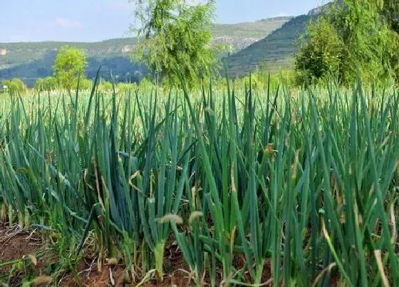 植物价格|2022年春节大葱价格预测（春节前后大葱还会涨价吗）