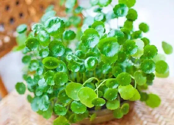 绿植|无孔花盆适合种什么植物