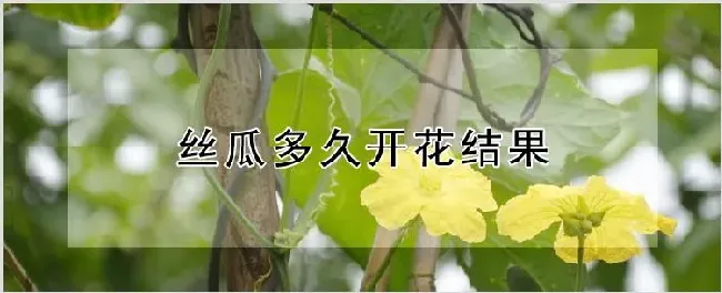 丝瓜多久开花结果 | 自然知识