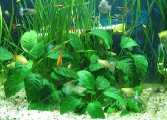 冬天植物|水榕耐寒吗