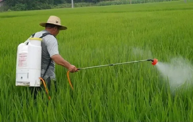 植物虫害|水稻二化螟的防治方法有哪些（水稻二化螟危害及防治药剂）
