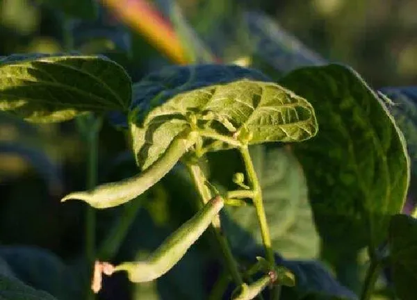 植物移栽|四季豆苗可以移栽吗