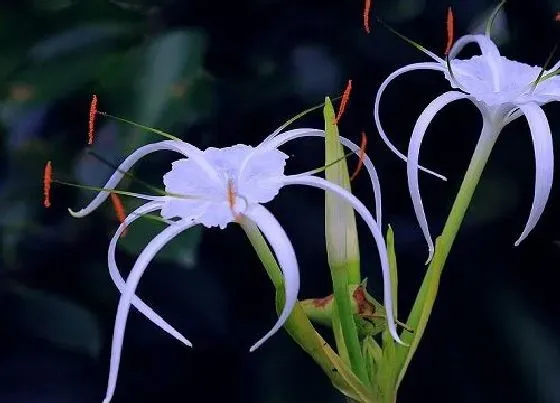 植物修剪|蜘蛛兰怎么修剪好看