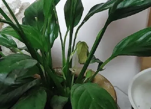 植物浇水|怎样看出白掌该浇水了