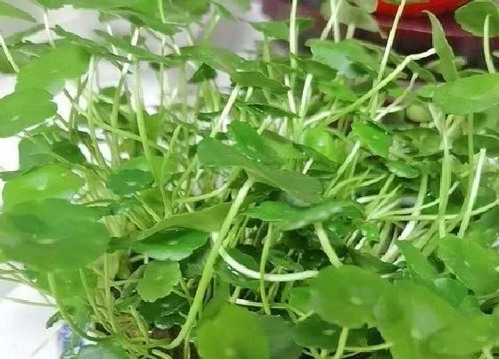 植物泡水|金钱草可以泡水喝吗