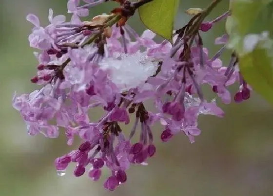 植物百科|丁香花冬天开花吗