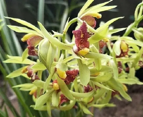 开花时间|兰花几月份开花 花期多长时间