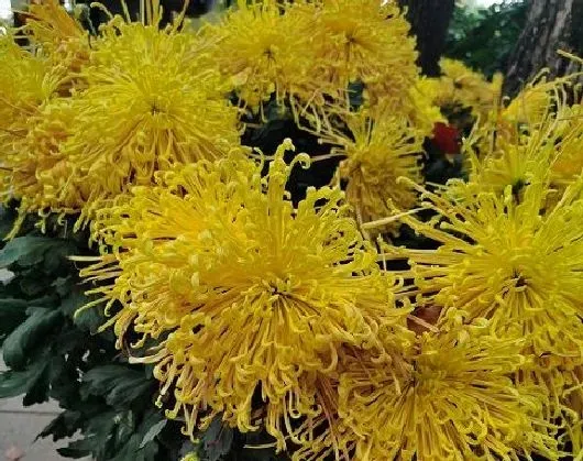 花卉百科|菊花怎么做干花 菊花做干花的制作方法与过程