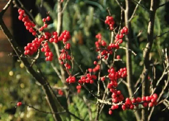 植物百科|冬青属于什么植物类型