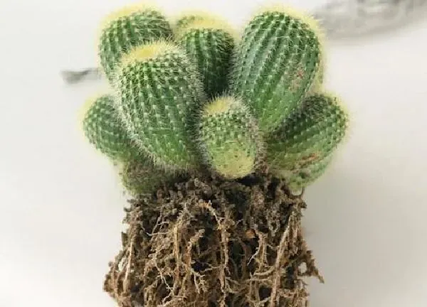 养殖科普|仙人球喜阴还是喜阳的植物 可以阳光直晒吗