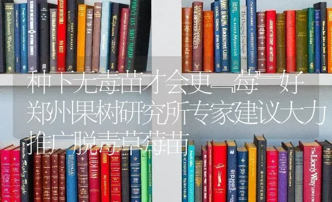 种下无毒苗才会更﹃莓﹄好郑州果树研究所专家建议大力推广脱毒草莓苗 | 瓜果种植