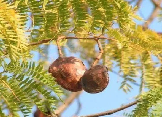 果实科普|蓝花楹果实有什么用