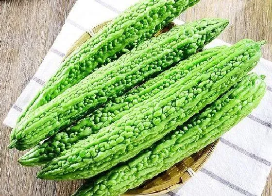 食用科普|苦瓜可以生吃吗