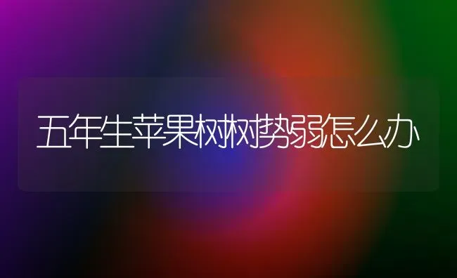 五年生苹果树树势弱怎么办 | 瓜果种植