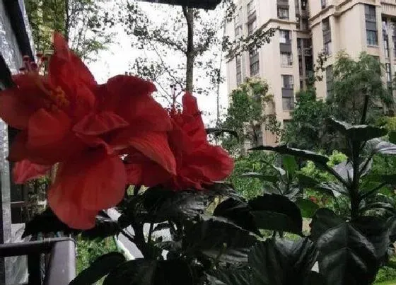 叶子发黄|木槿叶子发黄怎么办