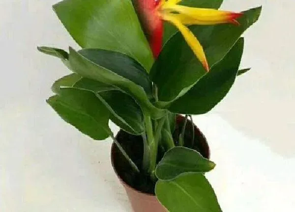 植物换土|鹤望兰换土时间和方法