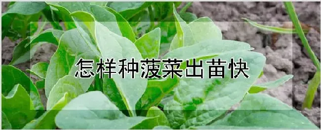 怎样种菠菜出苗快 | 种植技术