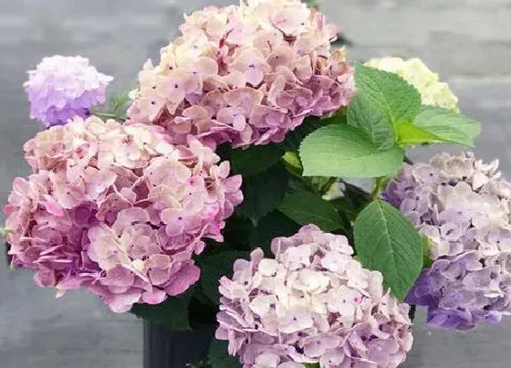 开花时间|绣球无尽夏一年开几次花 花期是什么时候