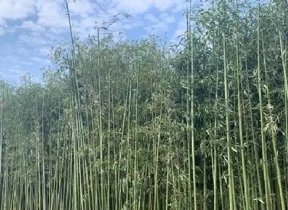 种植管理|毛竹生长速度快吗 一年能长多少