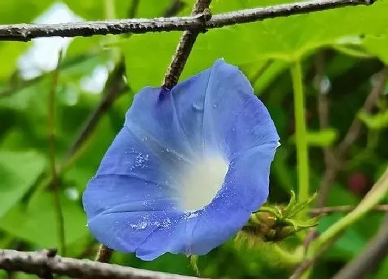 不开花|牵牛花为什么不开花