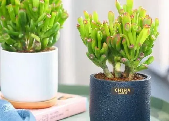 植物百科|吸财树开花吗 开花样子（图片）