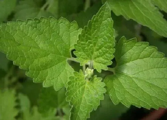 植物繁殖|荆芥一年四季都能种吗 适合的种植时间与生长温度