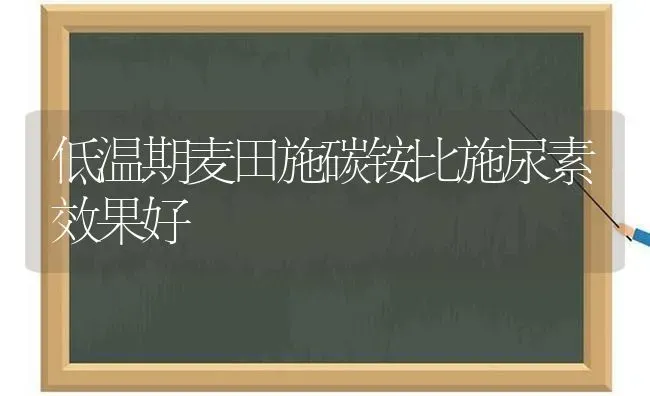 低温期麦田施碳铵比施尿素效果好 | 瓜果种植