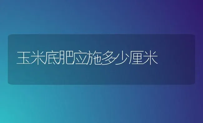 玉米底肥应施多少厘米 | 粮油作物种植