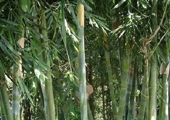 吸甲醛|龙竹可以净化空气吗 有吸甲醛的作用吗