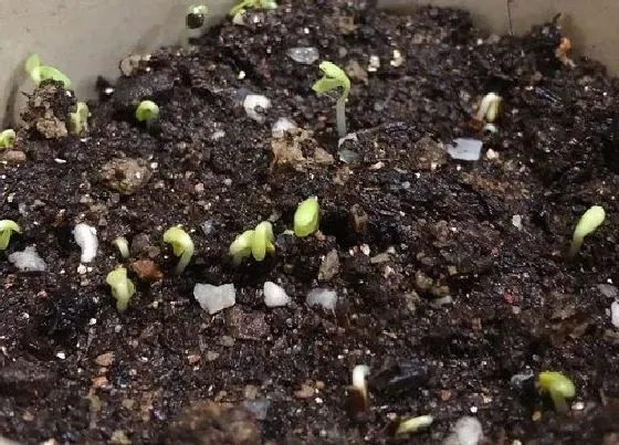 植物播种|小雏菊什么时候播种最好