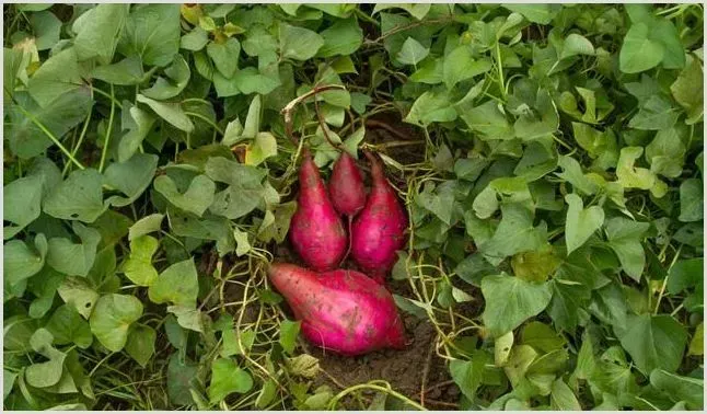 红薯常见病虫害及防治指南 | 种植资料