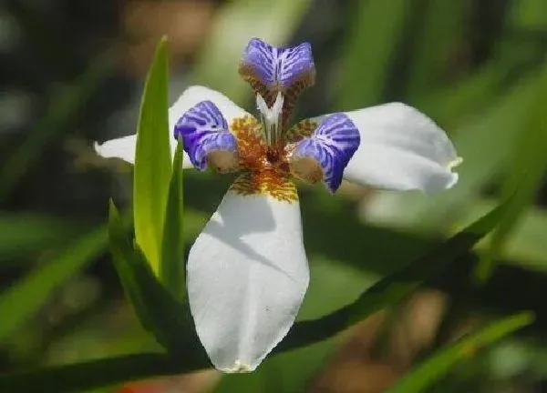 植物浇水|花草几天浇一次水 春夏秋冬各不同