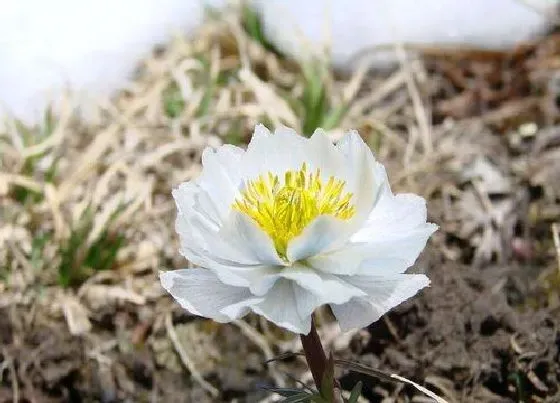 习性特点|雪莲花长什么样子（形状特点及图片）