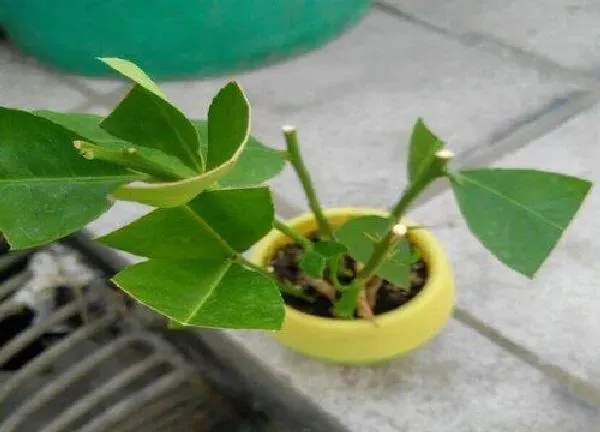 植物换土|盆栽柠檬怎么换土换盆