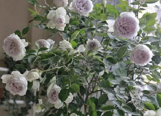 植物种类|月季什么品种最香又好看（十大香味最好闻的丰花月季）