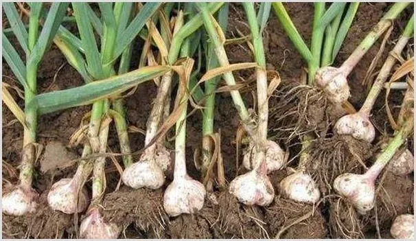 秋分过后可以种哪些蔬菜？记住别错过这些了！ | 种植技术