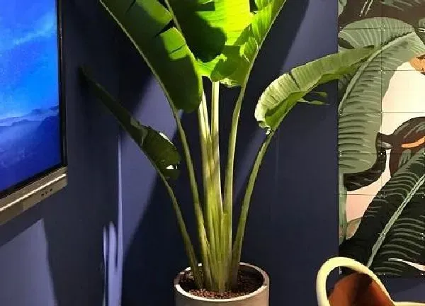 养殖科普|房间适合养什么花和植物好