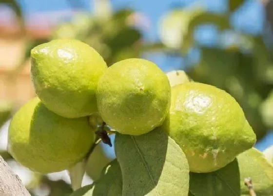 植物百科|跟柚子很像的水果叫什么