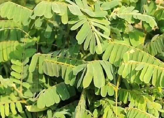 植物种类|鸡骨草有几个品种