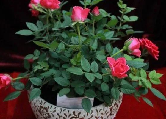 植物寓意|月季花代表什么象征意义 不同颜色的寓意与含义