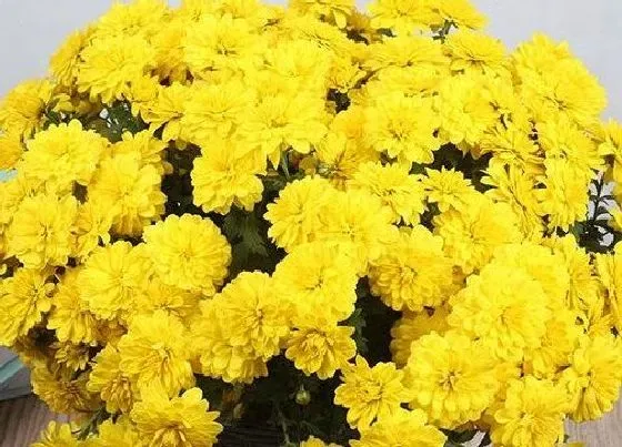 花卉百科|菊花怎么做干花 菊花做干花的制作方法与过程