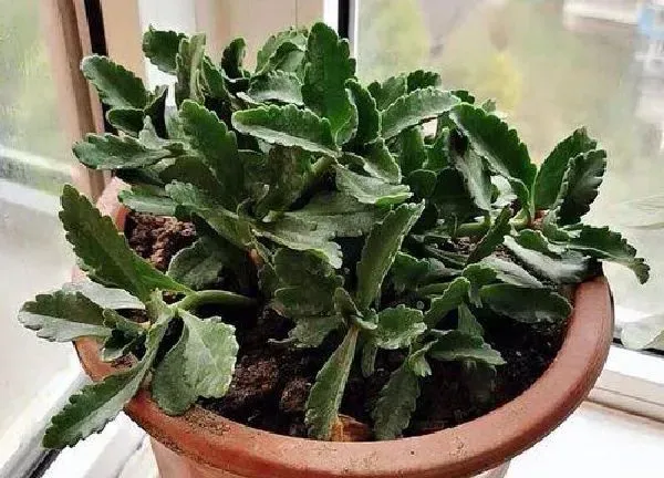 植物移栽|倒挂金钟什么时候换盆好