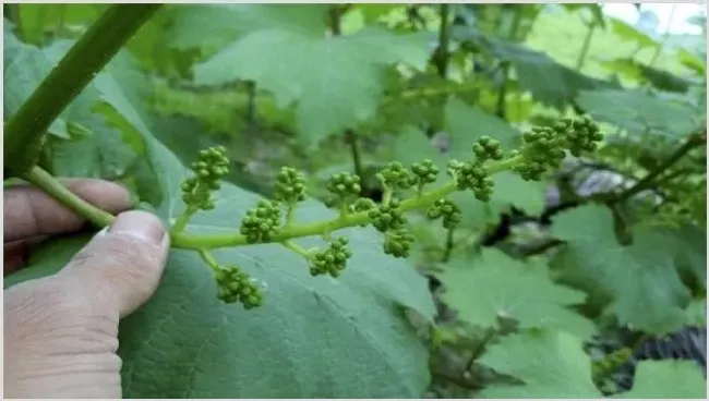 葡萄拉花技术是什么 | 种植技术