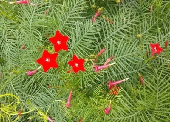 植物播种|茑萝什么时候播种合适