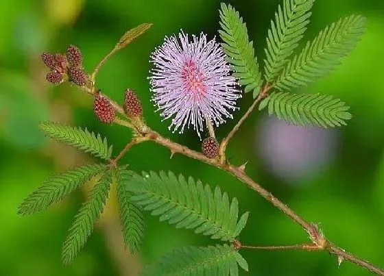 花语|什么花的花语是等你