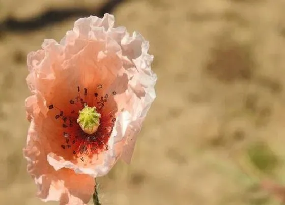 植物百科|虞美人是多年生吗