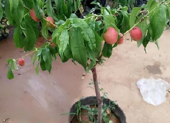 植物修剪|桃树怎么修剪方法